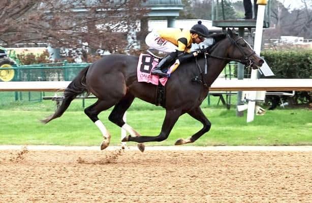 Counting Stars close out year with year-end win