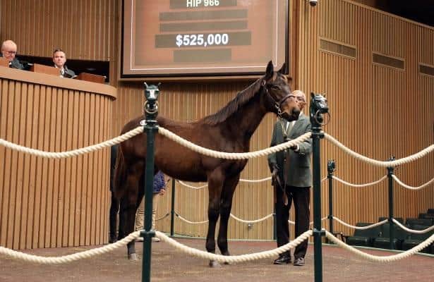 Keeneland January sale hits highest since 2008