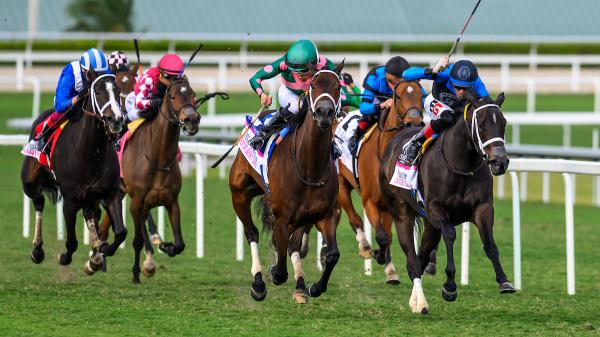 Pegasus mares and mare turf offer a great opportunity to find value