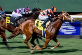 Queen Maxima is by far the most popular at Las Cienegas S.