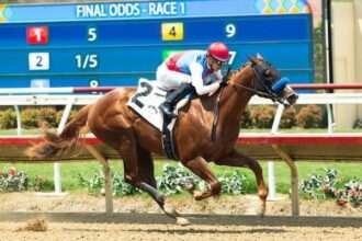 The fields of San Vicente and Santa Ynez are depicted