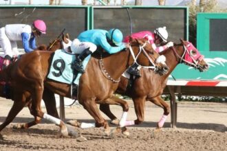 Thoroughbred racing's winningest horses of 2025: Small track star's sharp warning