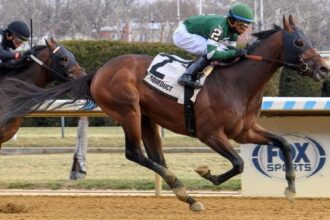 2026 Gotham Stakes Overview