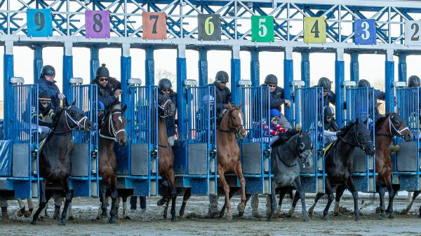 2026 Wizards Stakes Overview