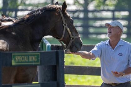 Ask your horse's Valentine to "be mine": Visit Carrotgram, the land of horses that provides stable recovery
