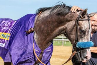 Champagne Stakes winner Napoleon Solo aims for Fountain of Youth