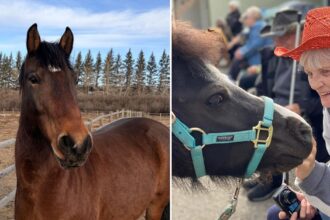 A bay horse; a senior woman smiling and patting a mini.