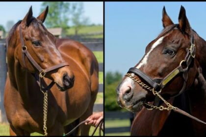 Love Always Horses: 5 Romantic Thoroughbred Couples for Valentine's Day