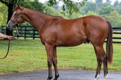 SF Racing names stallion after Olympic hockey hero Jack Hughes