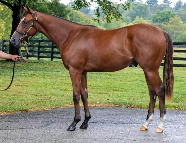 SF Racing names stallion after Olympic hockey hero Jack Hughes