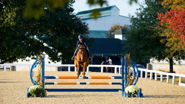 Thoroughbred Aftercare Alliance Announces New Strategic Plan