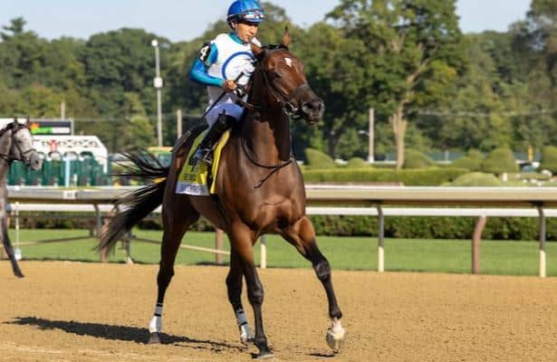 12 horses that won major prizes are nominated.