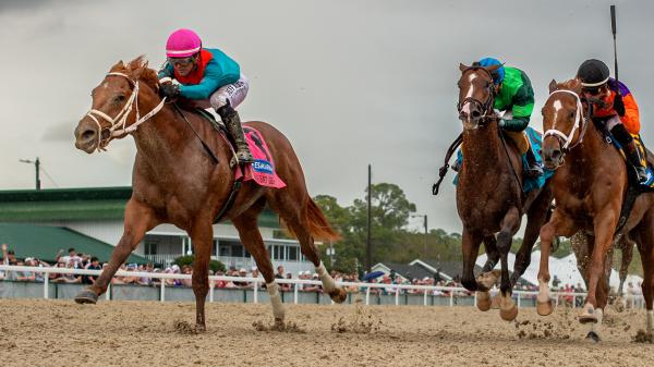 2026 Kentucky Derby Prospect Profile: Tampa Bay Derby Winner Puma