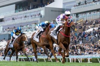 Find the winner in a horse track with 14 horses