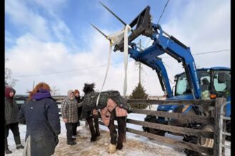 A group of people with a tractor rescuing an old horse.