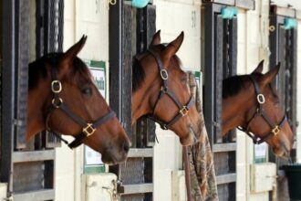 StarLadies Partnership Shops Potential Star Fillies at March OBS Sale