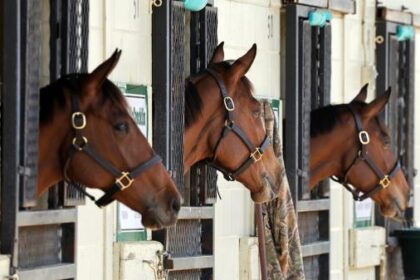 StarLadies Partnership Shops Potential Star Fillies at March OBS Sale