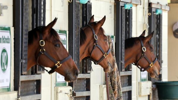 StarLadies Partnership Shops Potential Star Fillies at March OBS Sale