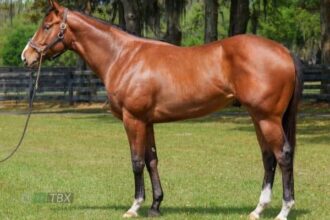 $10.5 million Flightline stallion will be named Zedan after his owner
