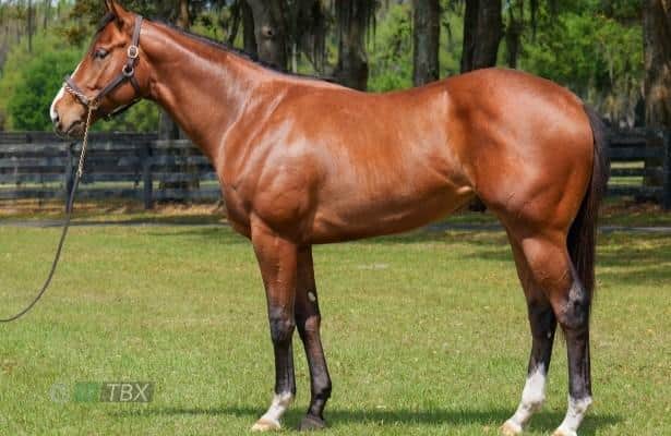 $10.5 million Flightline stallion will be named Zedan after his owner