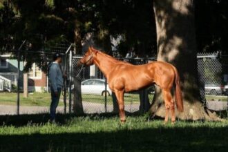 Iavalones buys Puma stock for Derby hopefuls