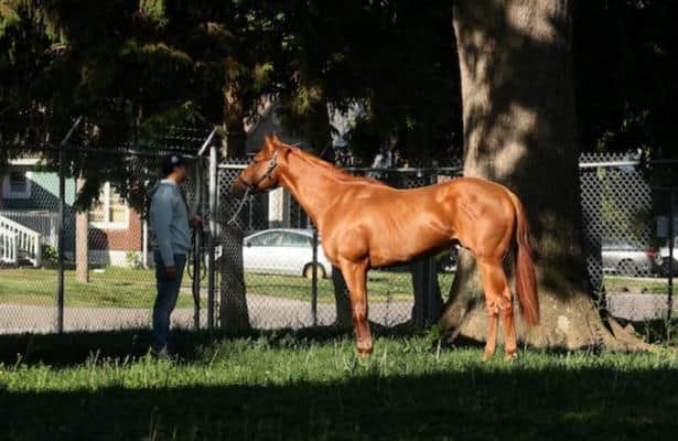 Iavalones buys Puma stock for Derby hopefuls