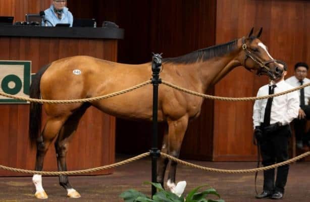 The $1.3 million filly takes a strong lead on Thursday.