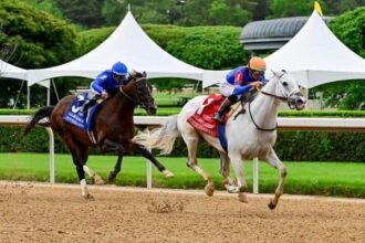 White Avario will face Stephen Foster's sovereignty